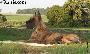 Ch Oreade Des Terres De La Rairie