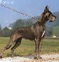 Ch Baccara Von Blauen See