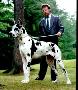 Angelina Canis Canum