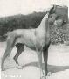 Draga Von Greiffenhorst