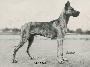 Ingo Doggensport