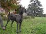 Ch Socrate Des Terres De La Rairie
