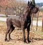 Ch Enthea De La Benjamine