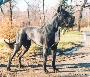 Pegaso Del Nord Ovest