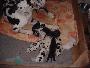 Opra2002021701 De Beauderey