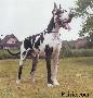 Quint Vom Solling