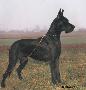 Queeny Von Ulmer Munster