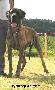 Don Quichote Vom Sprendlinger Tal
