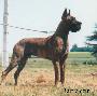 Ch Boy Des Terres De La Rairie