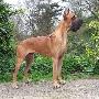 Shelton De Montbreuil