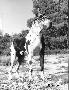Ch Jocky De Mourre Frais