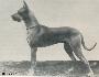Ch Bruno Von Der Kreuzschanze