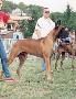 Ch Geblut Des Terres De La Rairie