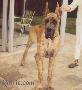 T brutus Des Terres De La Rairie
