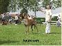 Ch Rhunter Des Terres De La Rairie