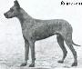 Ch Nero Hexengold