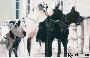 Ch Iyearling De Fortuna Majeur
