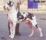 Ch Amon Dog Eros Buczu