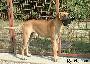 Teckie Des Terres De La Rairie