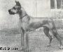 Dux Von Greiffenhorst