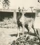 Lilith Vom Birkenhof