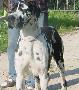 Roxie De Mourre Frais