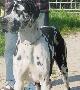 Roxie De Mourre Frais