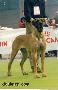 Ch Cuqui De Ulmer