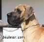 Ch Graco De Ulmer