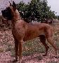 Ch Oro Puro De Garaba