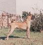 Ch Oro Puro De Garaba