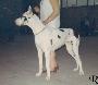 Ch Astrid Von Preussenblut