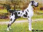 Lorris Bohemia Abrus