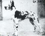 Ch Achill Von Erbach