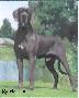 Blue Balou V. Tbuitengebeuren