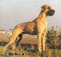 Ch Simba Von Der Esplanade