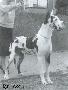 Ch Mjumbo Het Waasse Hof