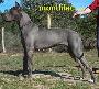 Bazuca K. De Mont Lilac