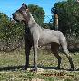 Bazuca K. De Mont Lilac