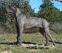 Bazuca K. De Mont Lilac