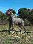 Bazuca K. De Mont Lilac