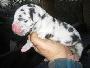 Magic Bocca Dtigre