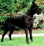 Derwisch Canis Canum