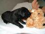Apache Von Blackpearl