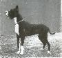 Junker Von Der Nurburg