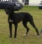 Ashanti The Dogs Of Generation