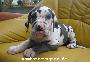 Rocco Vom Hause Wagner