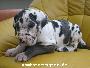 Rocco Vom Hause Wagner