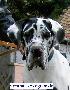 Rocco Vom Hause Wagner