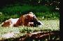 Constantin Aus Leas Liebe